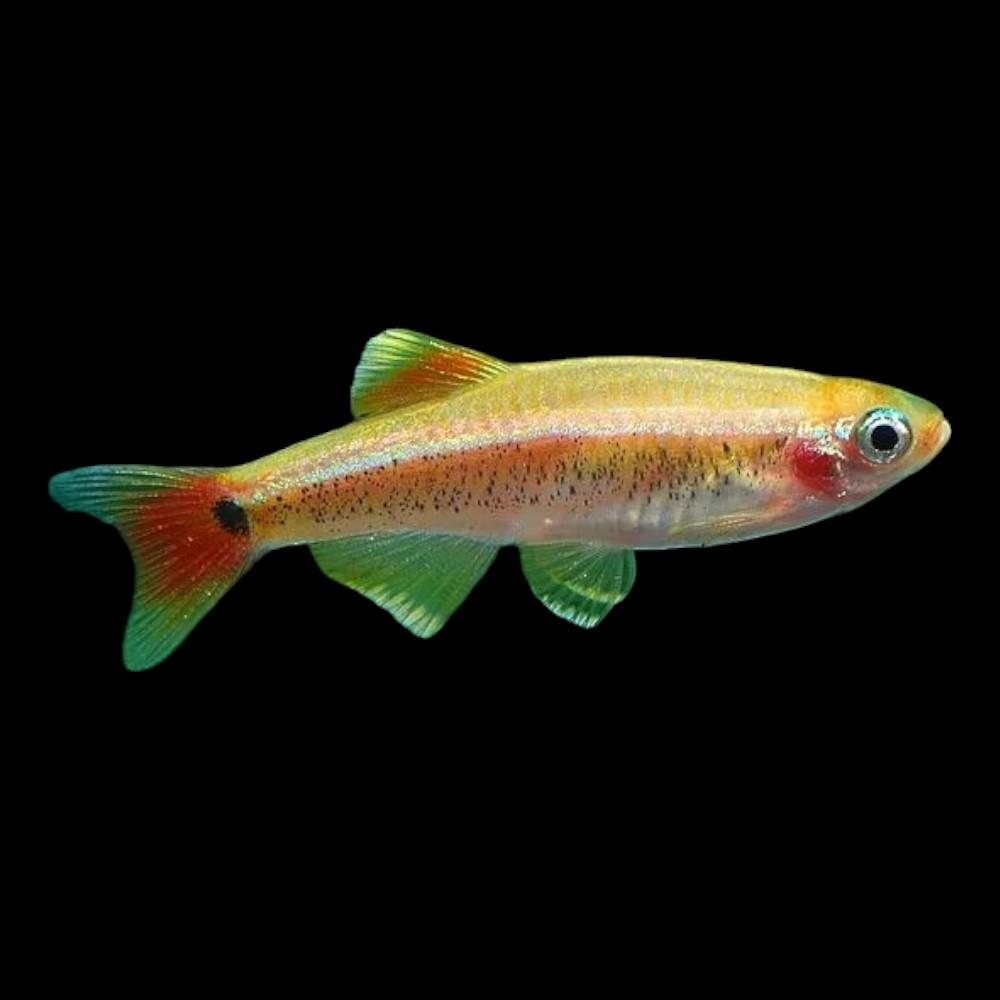 Golden/Albino Mountain Minnow